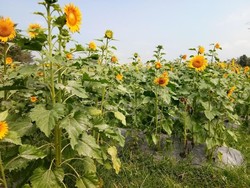 Mudik ke Magelang, Bisa Main ke Taman Bunga Matahari
