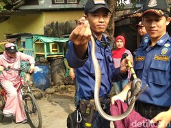 Hii...Ular Sembunyi di Bawah Lemari Rumah Warga Bandung