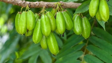 Manfaat Konsumsi Belimbing Wuluh, Buah Asam yang Baik untuk Kesehatan