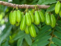 Tak Cuma buat Masak, Belimbing Wuluh Bisa Dibikin Kue Loh!