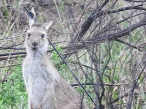 Kanguru dengan Anak Panah Menembus Kepala Terpaksa Dimatikan