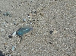 Wisatawan Diimbau Waspadai Ubur-ubur di Pantai Gunungkidul