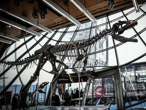 Kerangka Dinosaurus Misterius Terjual 2 Juta Euro pada Lelang di Paris