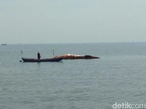 Seekor Paus Ditemukan Membusuk di Pantai Duta Probolinggo