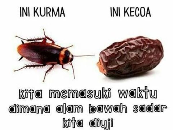 Kumpulan Meme Lucu Buat Kamu yang Fobia Kecoak