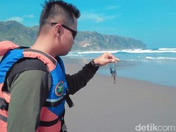 Video: Ubur-ubur Peneror Pengunjung Pantai Selatan Yogya