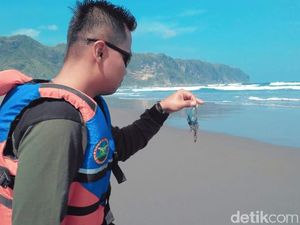Ubur-ubur Menepi di Pantai Parangtritis, Wisatawan Diimbau Waspada Ubur-ubur Menepi di Pantai Parangtritis, Wisatawan Diimbau Waspada