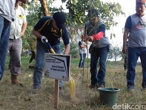 Gandeng Perusahaan Tambang, Banyuwangi Tanam Cemara di Pulau Merah