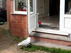 Kocak! Lihat Aksi Burung Camar Ini yang Diam-diam Curi Makanan
