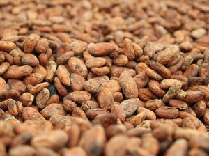 Sejarah Manisnya SilverQueen, Cokelat Asli Asal Garut