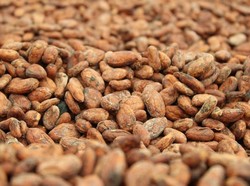 Sejarah Manisnya SilverQueen, Cokelat Asli Asal Garut