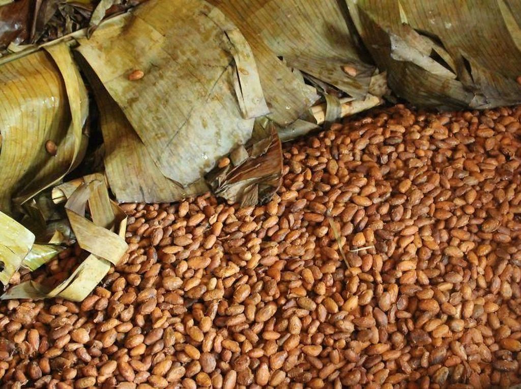 Gegara Salmonella, Barry Callebaut Tutup Sementara Pabrik Coklat Terbesar Dunia