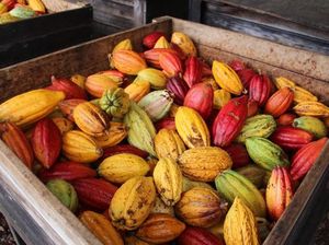 Mengintip Proses Pembuatan Coklat, dari Biji hingga Siap Santap