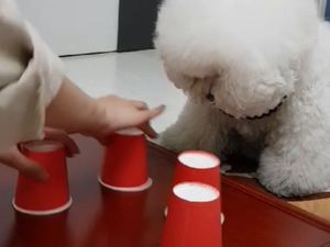 Gemas! Anjing Pintar Ini Bisa Tebak Potongan Kue Kesukaannya