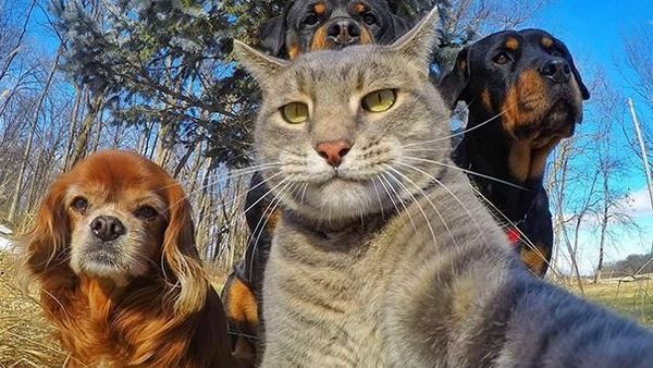 Tingkah Menggemaskan Para Hewan yang Asik Berselfie