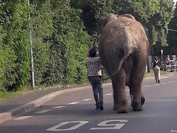 Gajah Sirkus Kabur Bikin Heboh Penduduk Kota di Jerman