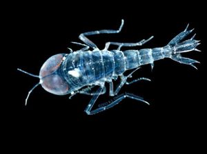 Kumpulan Potret Hewan Tembus Pandang yang Bikin Tercengang