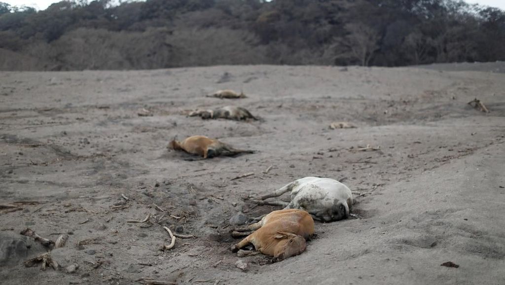 Deretan Hewan yang Mati Akibat Letusan Gunung Fuego