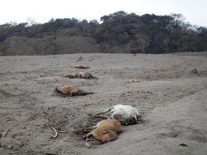 Deretan Hewan yang Mati Akibat Letusan Gunung Fuego