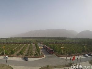 Ajaib, Ada Perkebunan Anggur di Tengah Gurun Gobi China