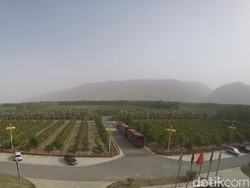 Ajaib, Ada Perkebunan Anggur di Tengah Gurun Gobi China
