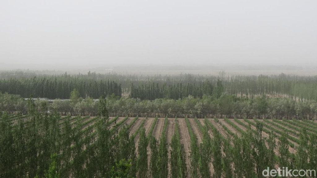 Foto: Cuma di China, Ladang Anggur di Tengah Gurun Gobi