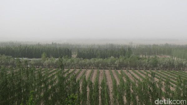 Foto: Cuma di China, Ladang Anggur di Tengah Gurun Gobi