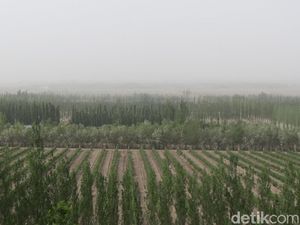 Foto: Cuma di China, Ladang Anggur di Tengah Gurun Gobi Foto: Cuma di China, Ladang Anggur di Tengah Gurun Gobi