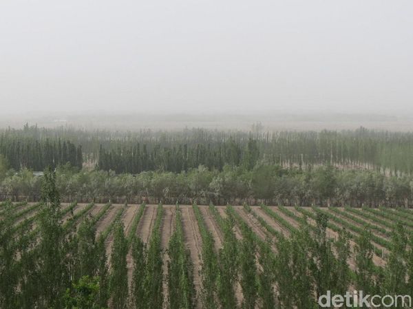 Foto: Cuma di China, Ladang Anggur di Tengah Gurun Gobi