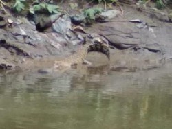 3 Ekor Buaya Muncul di Sungai Deli Gegerkan Warga