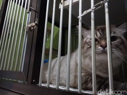 Mau Mudik Tenang? Titip Kucing di Sini Rp 75.000/Hari