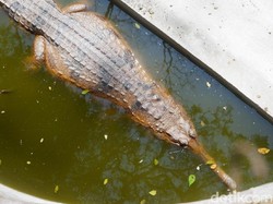 BKSDA Wonosobo Amankan Buaya Senyulong yang Dipelihara Warga