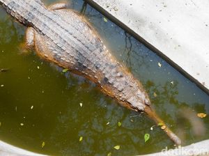 BKSDA Wonosobo Amankan Buaya Senyulong yang Dipelihara Warga BKSDA Wonosobo Amankan Buaya Senyulong yang Dipelihara Warga