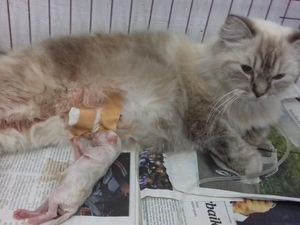 Sulit Melahirkan, 2 Kucing di Makassar Jalani Operasi Caesar