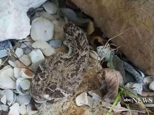 Foto: Ini Kepala Ular Derik yang Gigit dan Racuni Pria AS