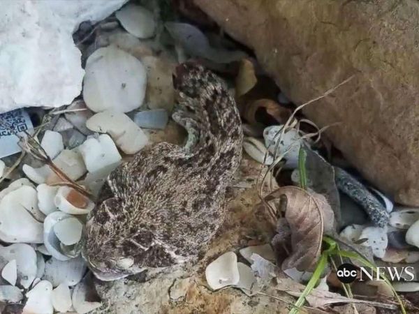 Foto: Ini Kepala Ular Derik yang Gigit dan Racuni Pria AS