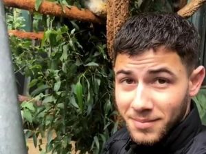 Gemasnya Nick Jonas Selfie Bareng Koala di Kebun Binatang