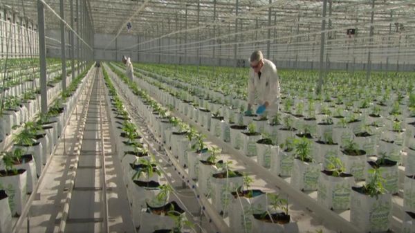 Melihat Isi Perkebunan Ganja Medis Terbesar di Dunia