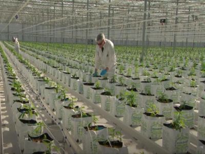 Melihat Isi Perkebunan Ganja Medis Terbesar di Dunia