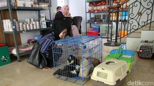 Jelang Lebaran, Jasa Penitipan Hewan Laris Manis