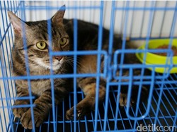 Titip Hewan Kesayangan Selama Mudik, Tarifnya Mulai Rp 75.000/Hari