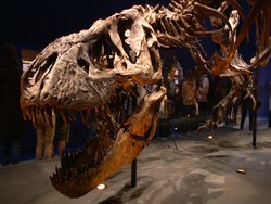 Kerangka T-Rex Berusia 67 Juta Tahun Dipamerkan di Paris
