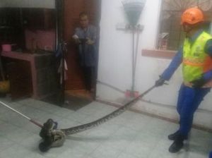 Hendak Siapkan Sahur, Pria Ini Dikagetkan Piton di Dapur