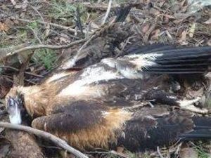 Ratusan Elang Mati Diracun di Victoria