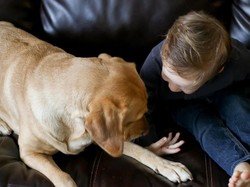 Kocaknya Anjing yang Cemburuan dan Suka Goyang