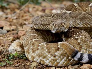 Pria Texas Digigit Ular yang Telah Dipenggalnya