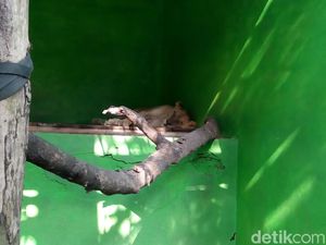 Jelang Lebaran, Solo Zoo Tambah Koleksi Singa Afrika