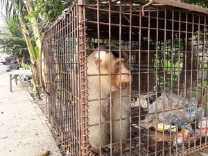 BKSDA Sumbar Lepasliarkan 2 Beruk Mentawai Jantan ke Hutan Wisata Alam