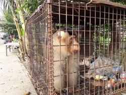 BKSDA Sumbar Lepasliarkan 2 Beruk Mentawai Jantan ke Hutan Wisata Alam