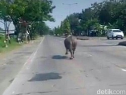 Ngamuk dan Bahayakan Pengendara, Seekor Kerbau Ditembak Mati